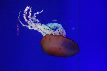 1781085
