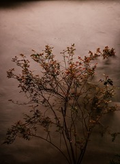 B80E9831-CE10-4D21-8FA3-528E1AAC9808/L0/001