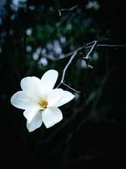 FFB6266E-079F-4EC6-9B1B-90F4C4CA5AAD/L0/001
