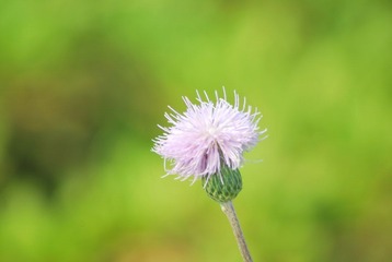 DSC_0530.JPG