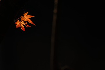 P2660449-1
