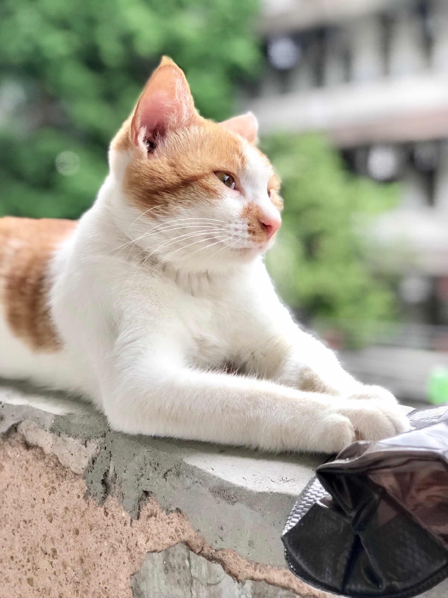 宿舍院子里自得其乐的野猫"毛巾" 眼神自在又安然,吃饱了的