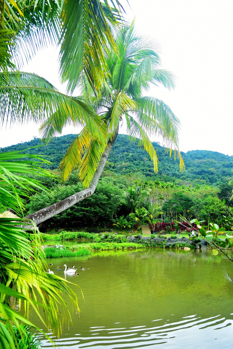 绿水青山就是金山银山这里是海南热带雨林景区呀诺达