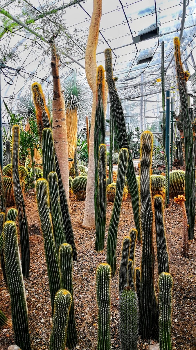 北京植物园里的热带植物
