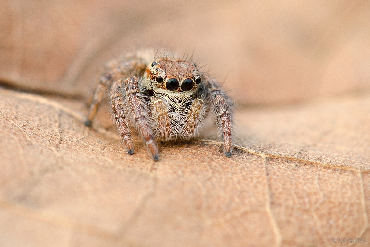 枯叶上的跳蛛 - 文刀印象 - 图虫
