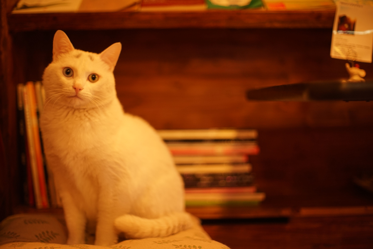 史上最温顺的猫