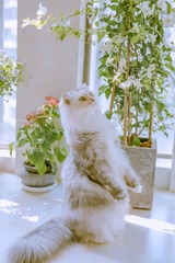 它叫小只