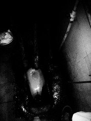 WP_002407