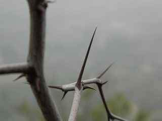 DSCN0350.jpg
