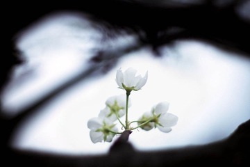 树上拍花