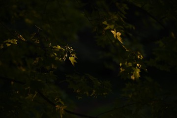 1CA9DACD-7004-4836-A11D-7E07FFC29067/L0/001