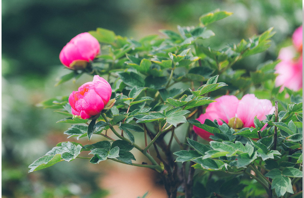 春城无处不飞花