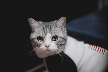 36297