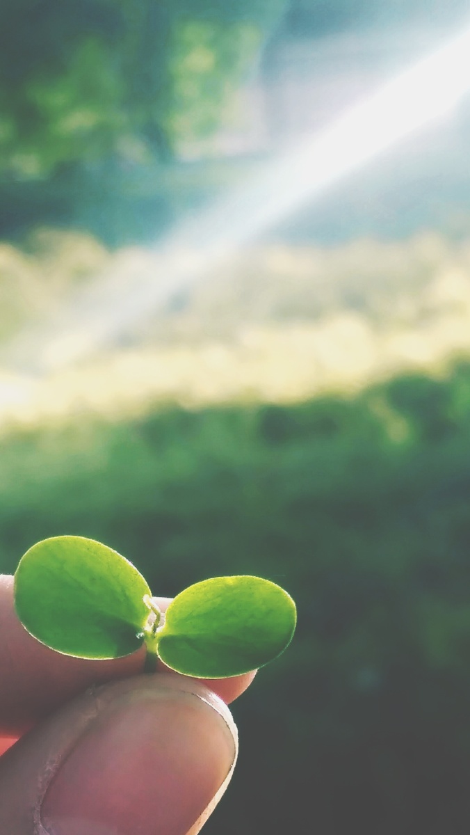 茵茵森夏,胜似春朝新生萌芽; 郁郁人家,不及豆蔻少女年华.