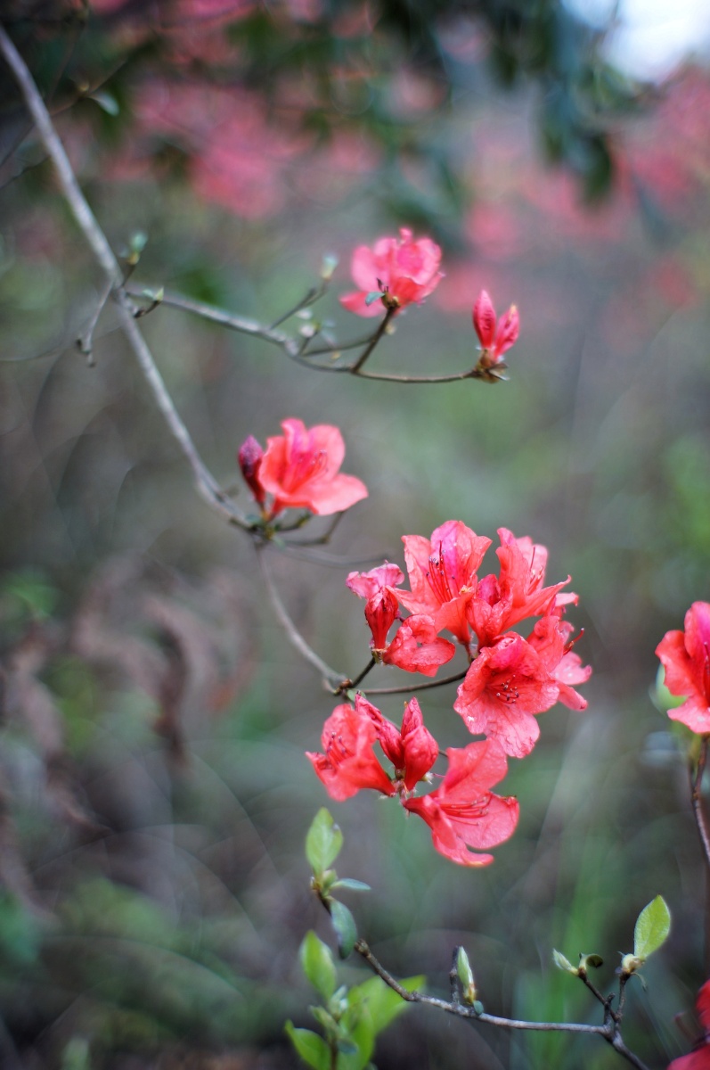 人间四月天醉美杜鹃花