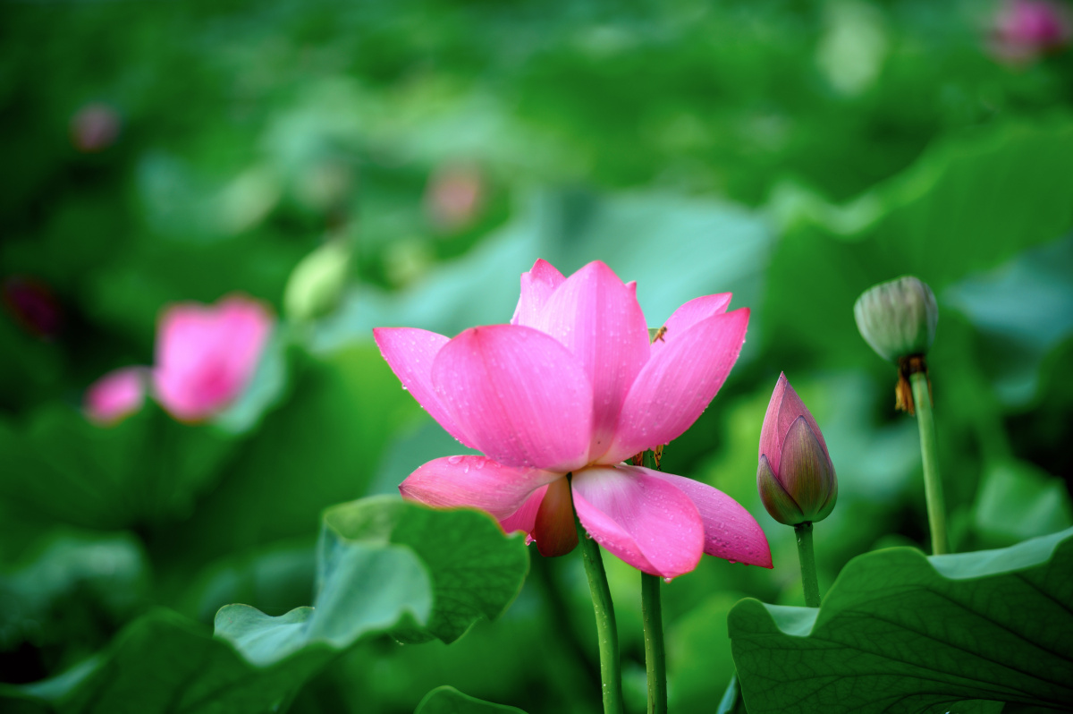 老法师荷花打卡2020第1季花开花落又一年