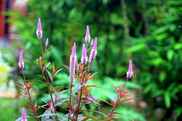 花1