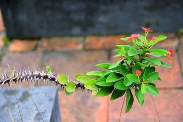 花2