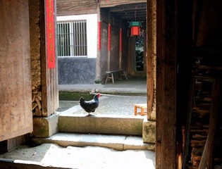 乌鸡看门