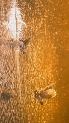 A5369D87-1AE2-44F0-A40B-C56125721836/L0/001