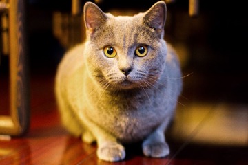 猫