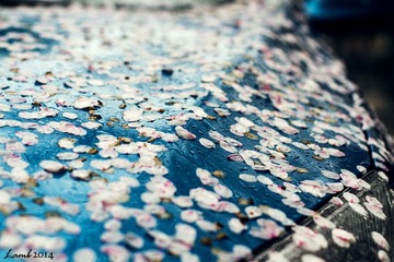 雨 樱花