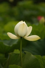 DSC04432.JPG