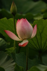 DSC04435.JPG