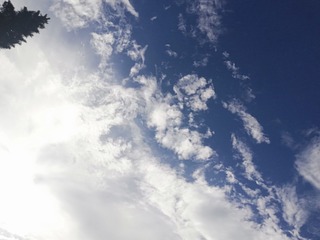 3767219