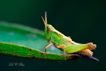Little Beauties_20090801_037.jpg