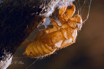 Little Beauties_20091003_041.jpg