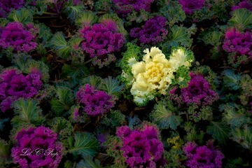 Little Beauties_20090111_005.jpg