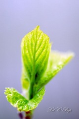 Little Beauties_20090411_010.jpg