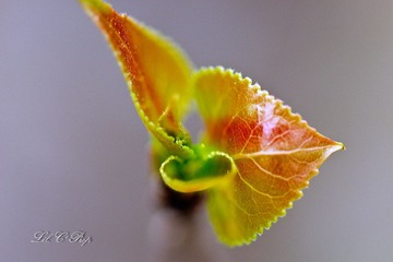 Little Beauties_20090411_011.jpg