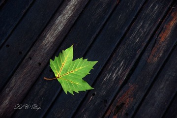 Little Beauties_20090731_032.jpg