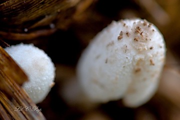 Little Beauties_20090801_034.jpg