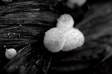 Little Beauties_20090801_035.jpg