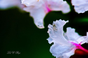 Little Beauties_20090801_038.jpg