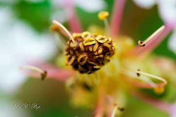 Little Beauties_20090801_039.jpg