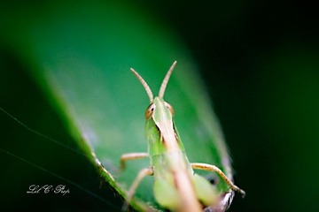 Little Beauties_20090801_036.jpg