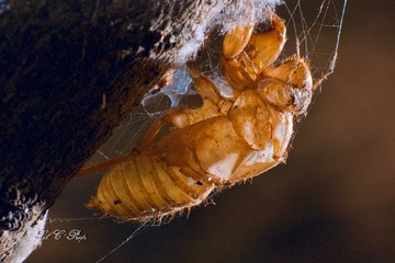 Little Beauties_20091003_041.jpg