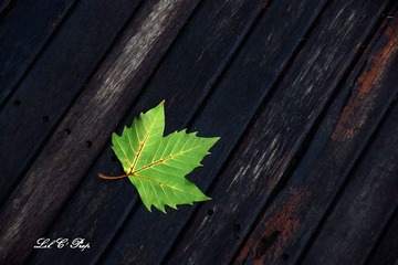 Little Beauties_20090731_032.jpg