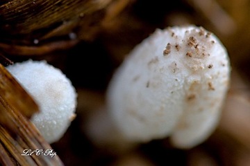 Little Beauties_20090801_034.jpg