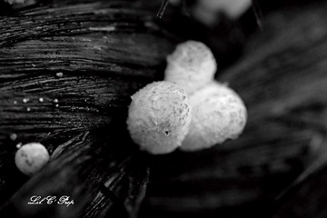 Little Beauties_20090801_035.jpg