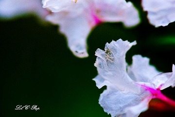 Little Beauties_20090801_038.jpg