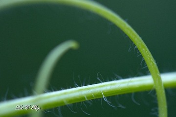 Little Beauties_20090801_040.jpg