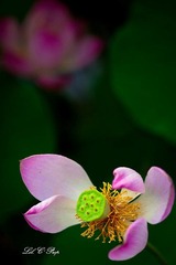 荷花_20100708_088.jpg