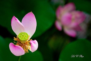 荷花_20100708_092.jpg