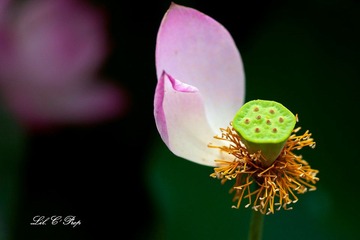 荷花_20100708_104.jpg