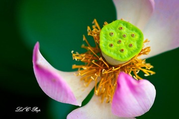 荷花_20100708_082.jpg